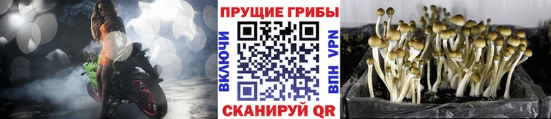 Купить  Тайга  Псилоцибиновые грибы GOLDEN TEACHER 